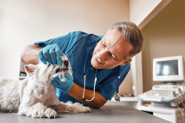 Best Emergency Root Canal Therapy in Midway, AR